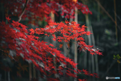 紅葉