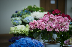 紫陽花
