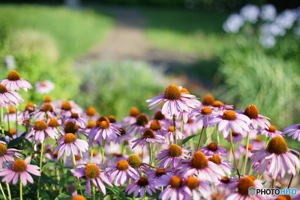 オールドレンズで撮る花
