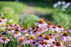 オールドレンズで撮る花