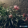 夜の花