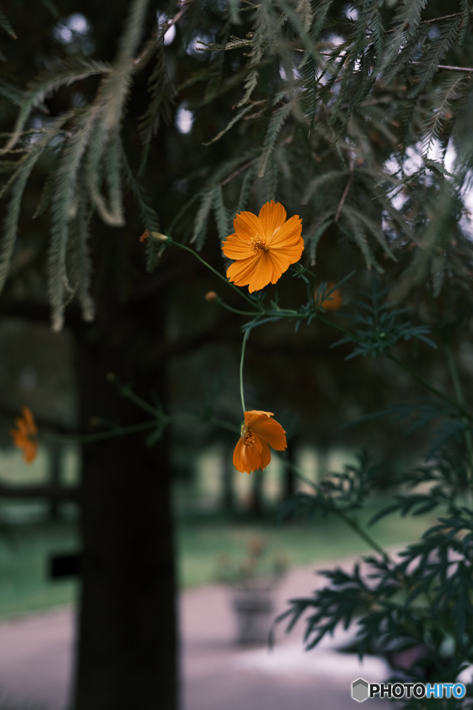 オレンジの花