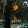 オレンジの花