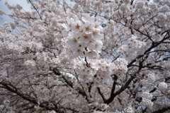 sakura DSC00566