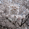 sakura DSC00566