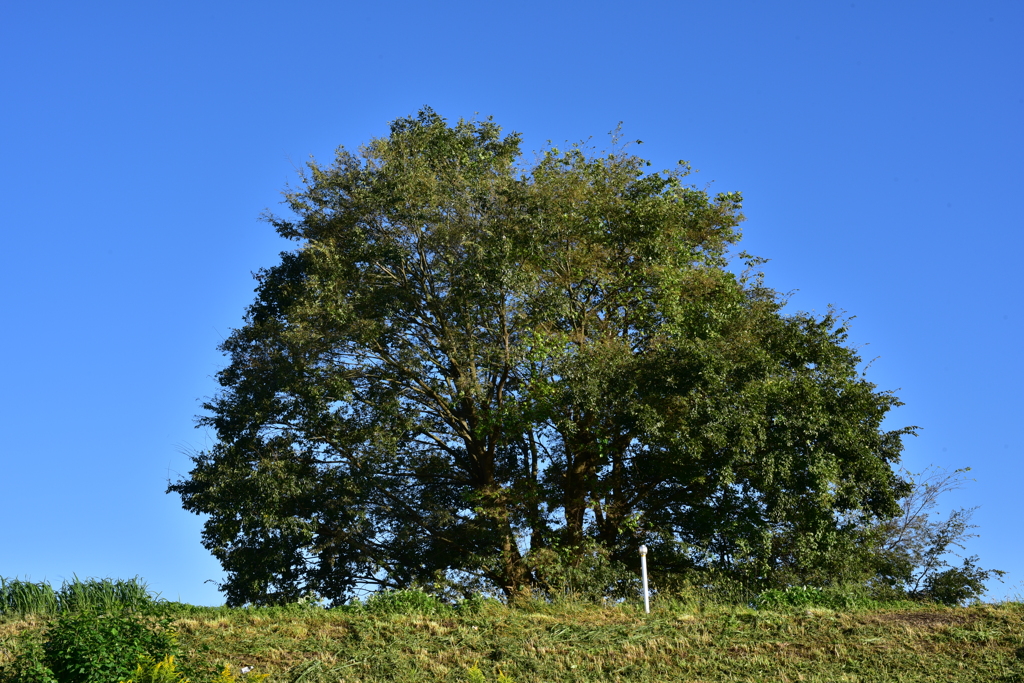 DSC_1401