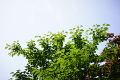 葉桜　DSC00655