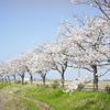 桜並木　DSC00610