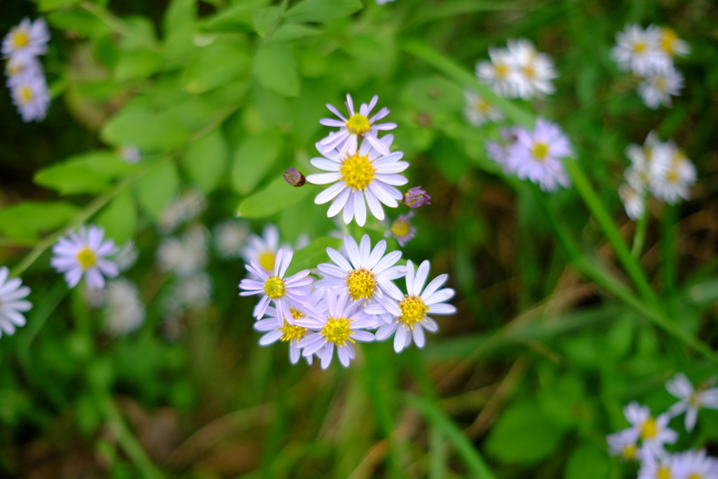 ノコンギク　DSCF6123