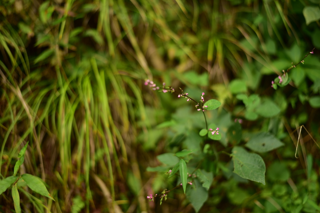 ヌスビトハギ　DSC_1230