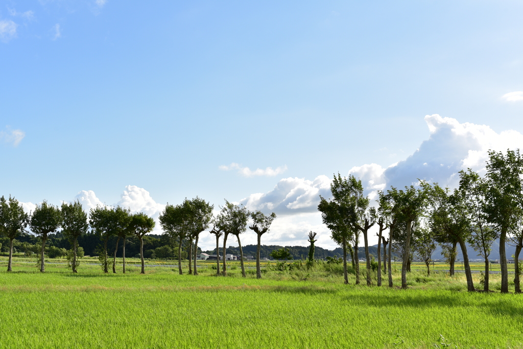 夏井のハザ木　DSC_1200