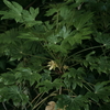 IMGP2442