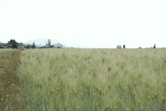 麦畑6