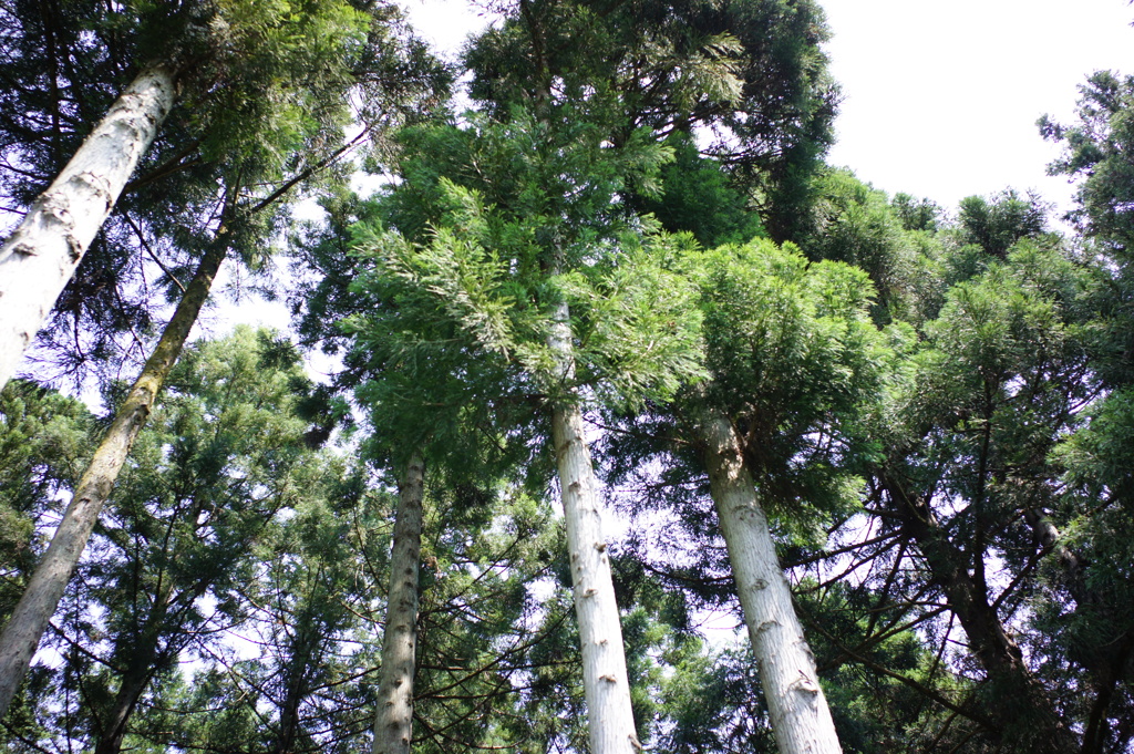 杉　DSC00647