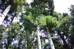 杉　DSC00647