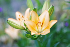 百合の花
