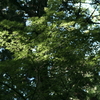IMGP2295