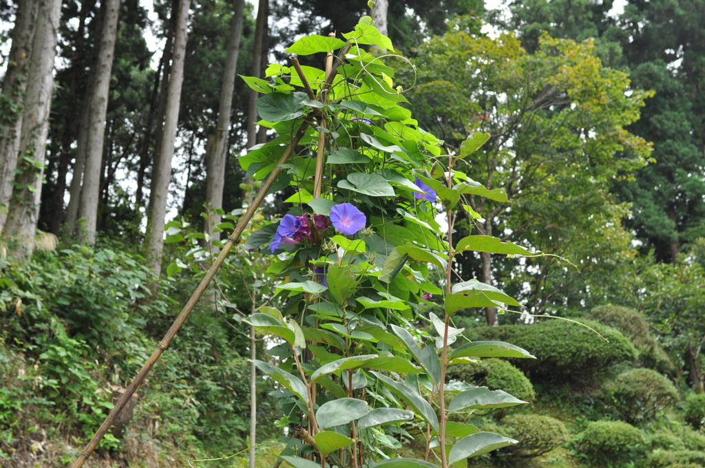 アサガオ　DSC_0087