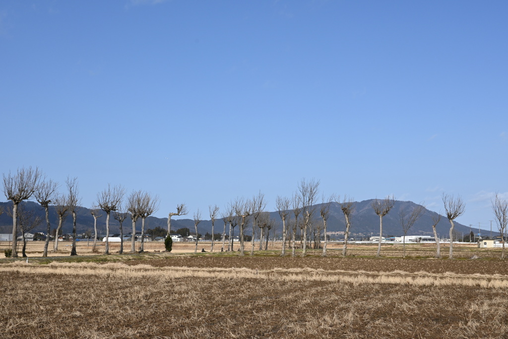 ハザ木　DSC_0082