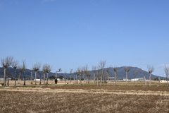 ハザ木　DSC_0082