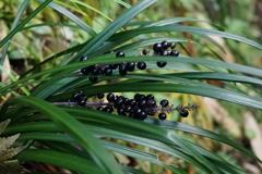 ヤブラン　DSC00954