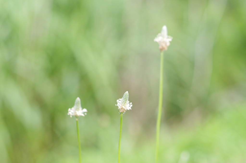 ヘラオオバコ　IMGP3350