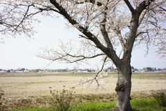 sakura DSC00598