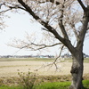 sakura DSC00598
