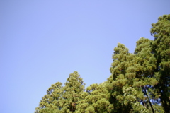 杉林　IMGP7070