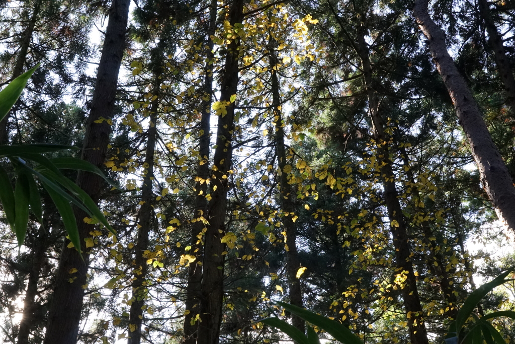 ツタウルシ　DSC00985