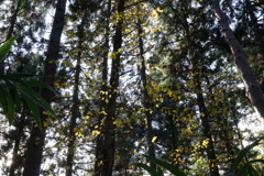 ツタウルシ　DSC00985