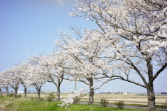 桜並木　DSC00608
