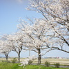 桜並木　DSC00608