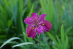 花菖蒲