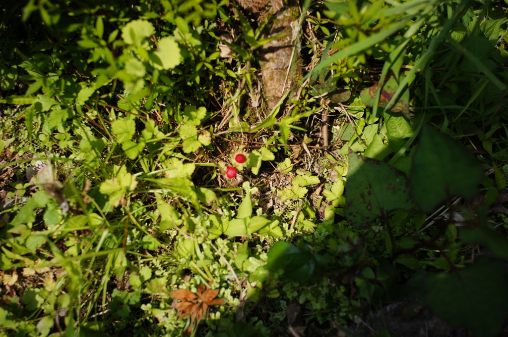 ヘビイチゴ　DSC00680