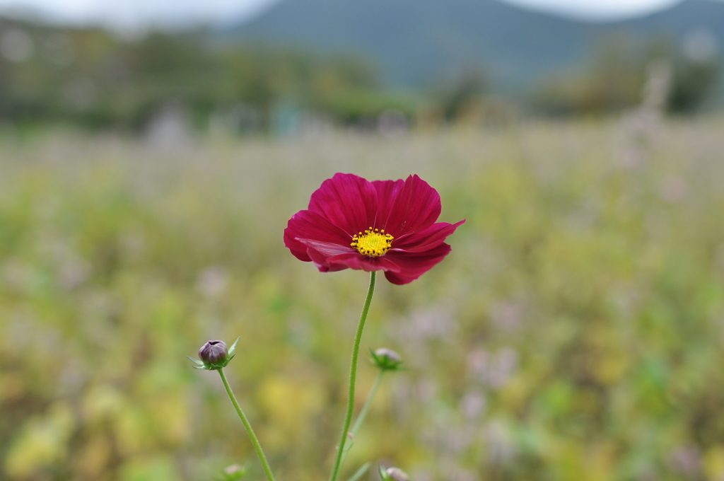コスモス　DSC_0140