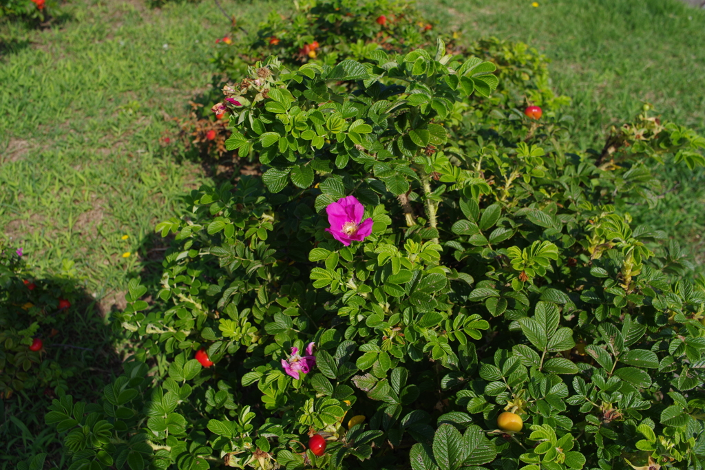 残り花