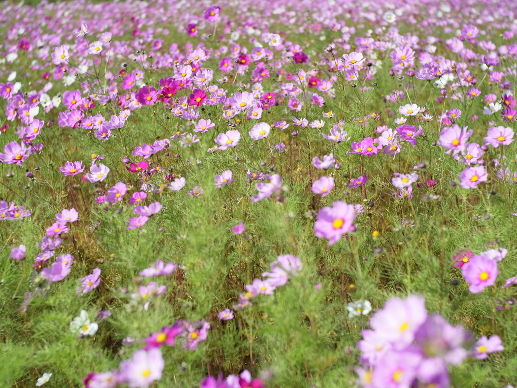  Cosmos