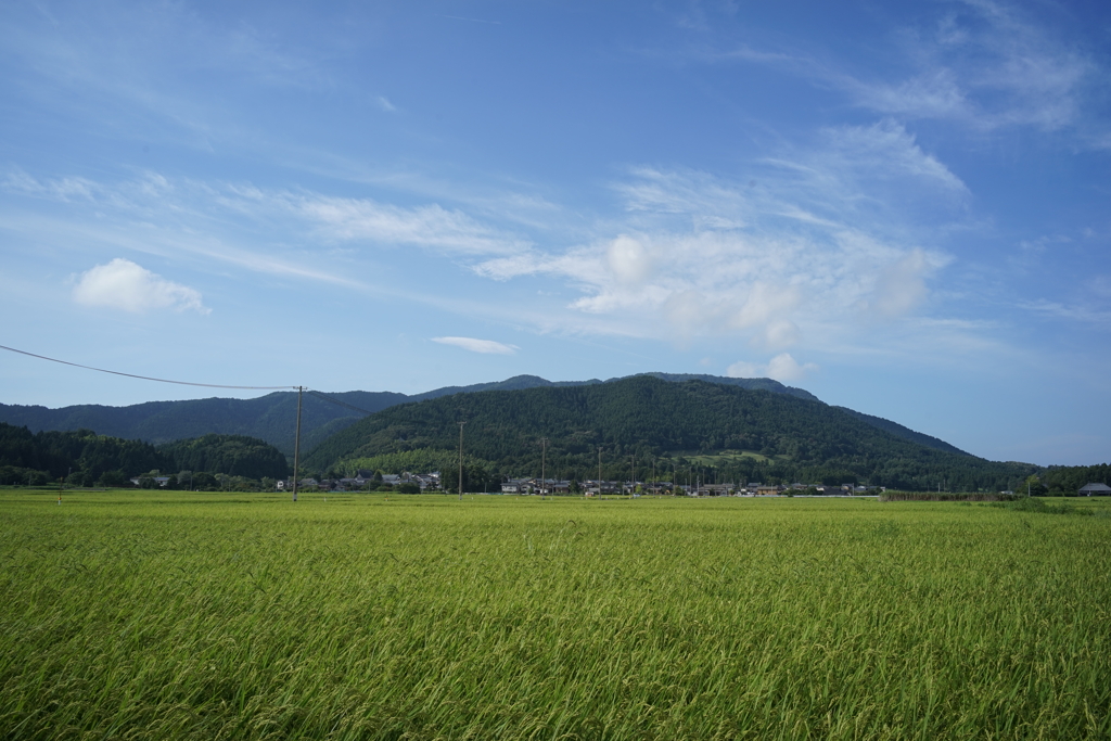 蒼空と稲の実り　DSC00807