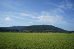 蒼空と稲の実り　DSC00807