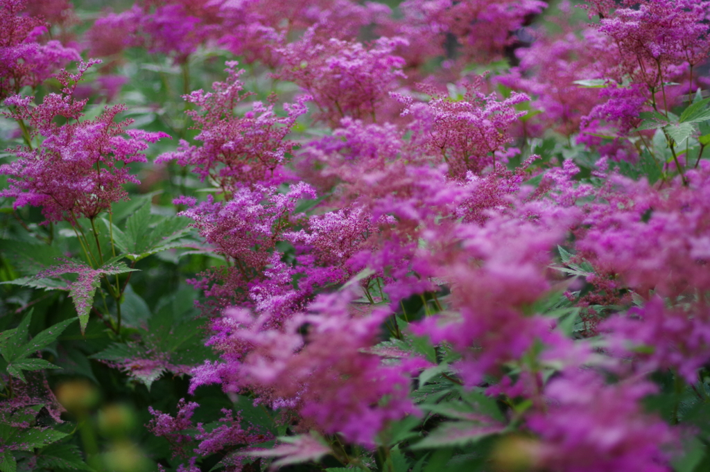 ピンクの花