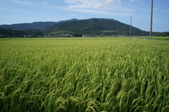 お米の出来は良さそうだ　DSC00781
