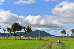 夏井のハザ木　DSC_1202