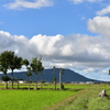 夏井のハザ木　DSC_1202
