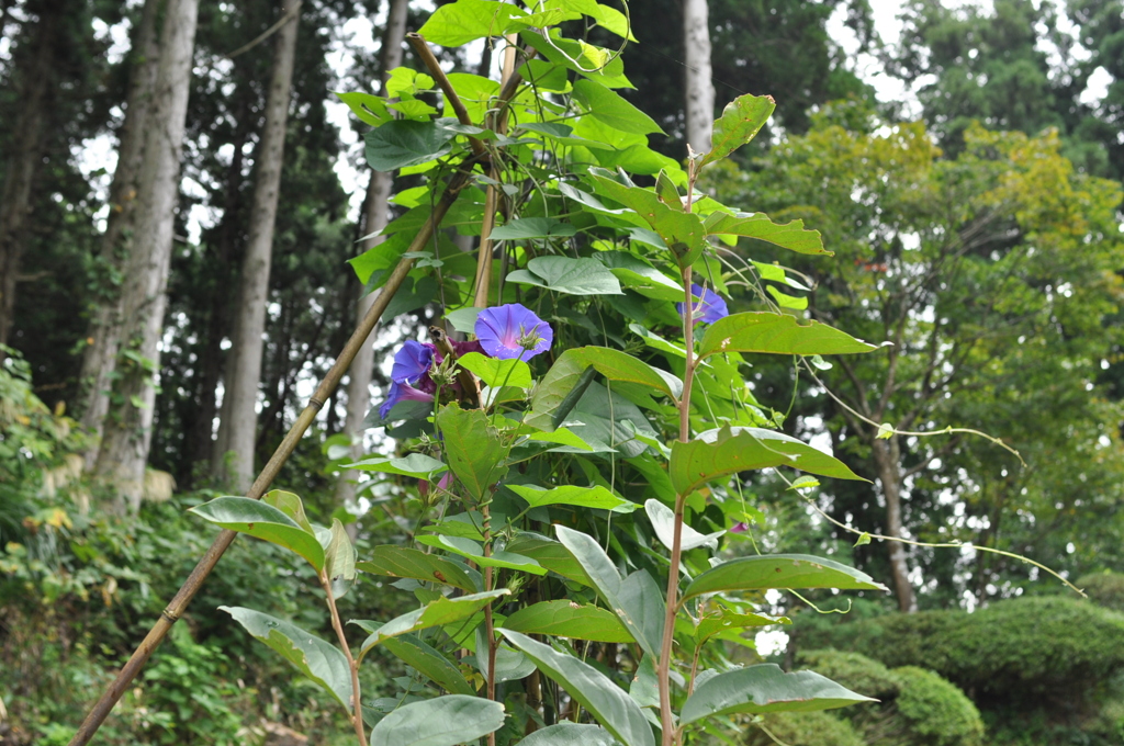 アサガオ　DSC_0088