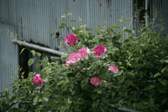 庭のバラ4