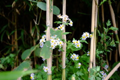 ノコンギク　DSCF6113