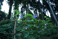 今年も咲き始めました　DSC00862
