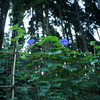 今年も咲き始めました　DSC00862