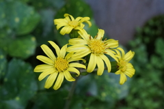 ツワブキ　DSC00942
